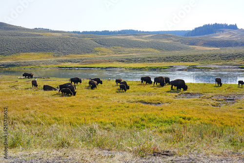 View of a herd of bison in the grass in the Hayden Valley in Yellowstone National Park, Wyoming