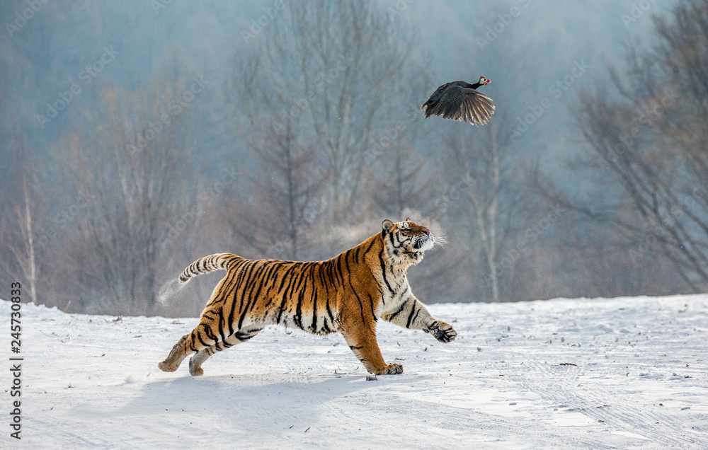 Naklejka premium Tygrys syberyjski biegnie w śniegu i łapie ich zdobycz. Bardzo dynamiczne zdjęcie. Chiny. Harbin. Prowincja Mudanjiang. Park Hengdaohezi. Park Tygrysów Syberyjskich. Zimowy. Twardy mróz. (Panthera tgris altaica)