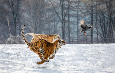 Siberian Tiger running in the snow and catch their prey. Very dynamic photo. China. Harbin. Mudanjiang province. Hengdaohezi park. Siberian Tiger Park. Winter. Hard frost. (Panthera tgris altaica)