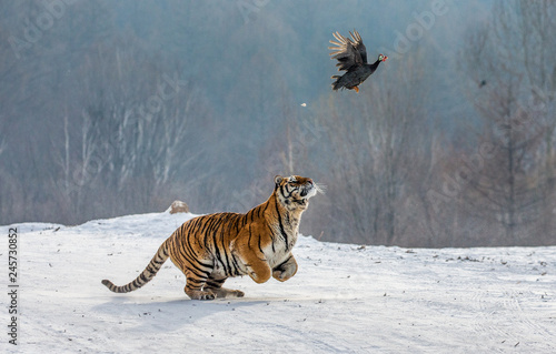 Siberian Tiger running in the snow and catch their prey. Very dynamic photo. China. Harbin. Mudanjiang province. Hengdaohezi park. Siberian Tiger Park. Winter. Hard frost. (Panthera tgris altaica) © gudkovandrey