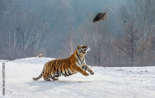 Siberian Tiger running in the snow and catch their prey. Very dynamic photo. China. Harbin. Mudanjiang province. Hengdaohezi park. Siberian Tiger Park. Winter. Hard frost. (Panthera tgris altaica) © gudkovandrey