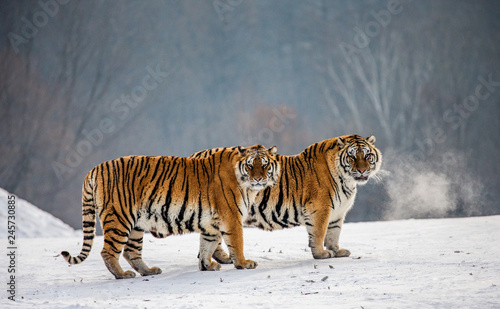 Pair of Siberian tigers in a snowy glade. China. Harbin. Mudanjiang province. Hengdaohezi park. Siberian Tiger Park. Winter. Hard frost. (Panthera tgris altaica)