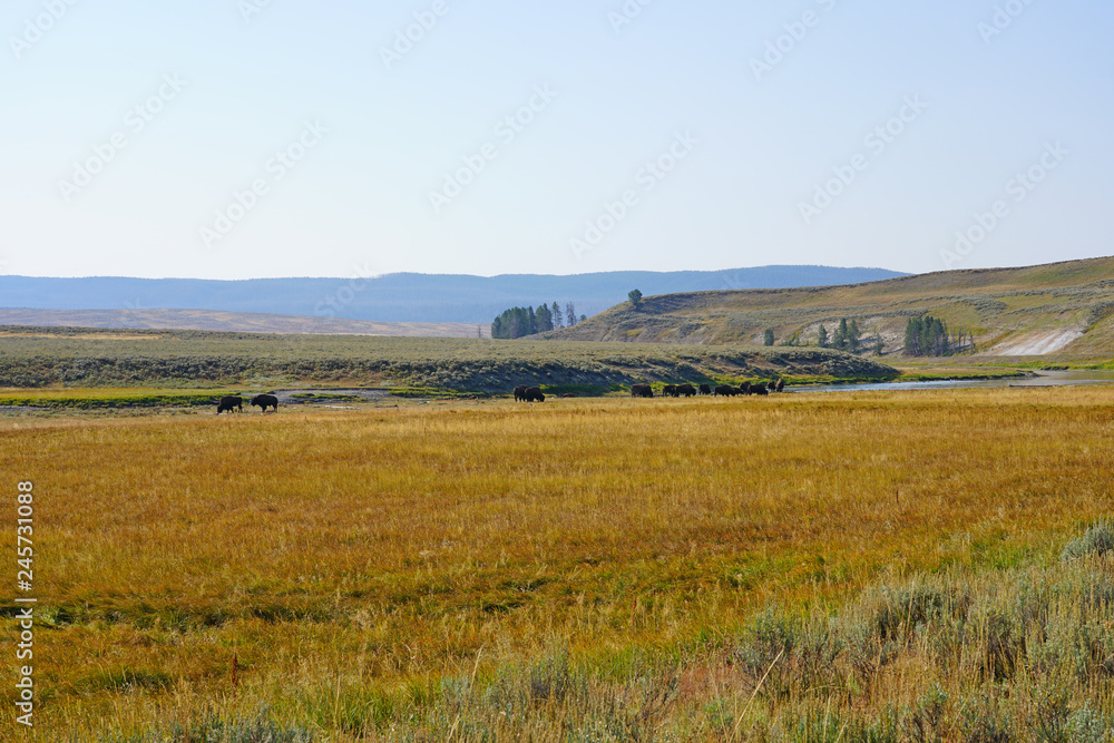 View of a herd of bison in the grass in the Hayden Valley in Yellowstone National Park, Wyoming