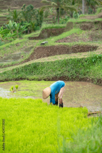 bent down, a man in a braided hat collects rice shoots on the field