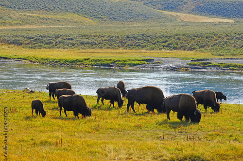 View of a herd of bison in the grass in the Hayden Valley in Yellowstone National Park, Wyoming