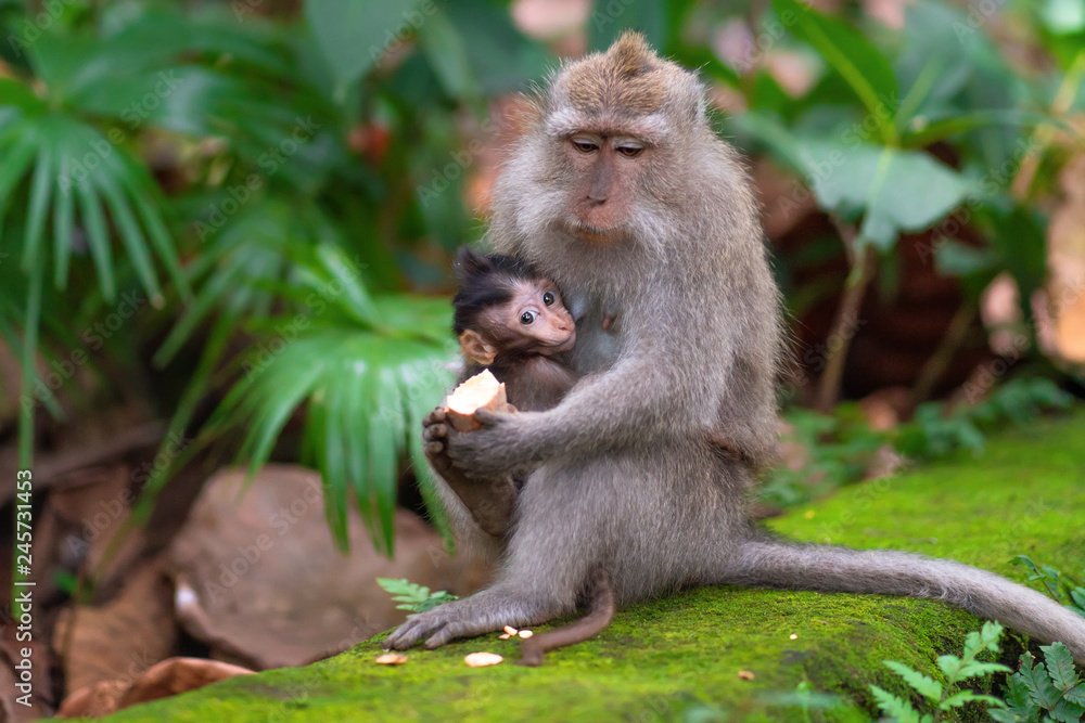 Fototapeta premium a monkey feeds her baby with an interesting look.close up