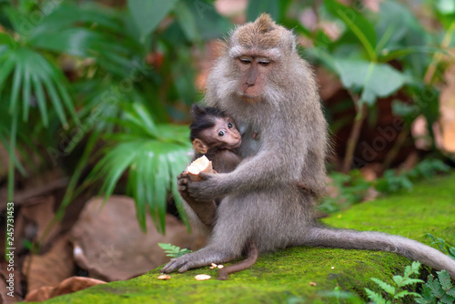 a monkey feeds her baby with an interesting look.close up © _KUBE_