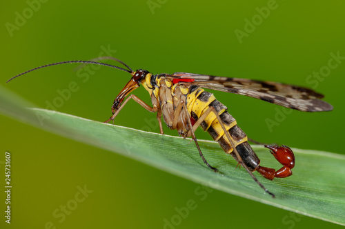 Männliche Skorpionsfliege mit typischem Genitalsegment, Portrait einer männliche Skorpionsfliege auf Grashalm sitzend, Schnabelfliege Männchen Portrait photo