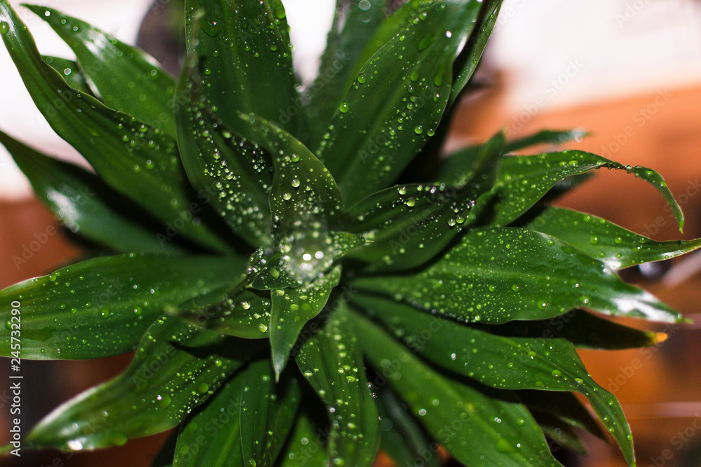 Palm in a pot, splashed with drops of water. Palm in a pot, splashed with drops of water.