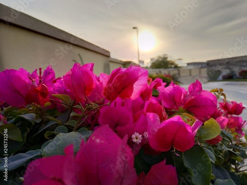 Photo of Bougainvillea Vera Deep Purple