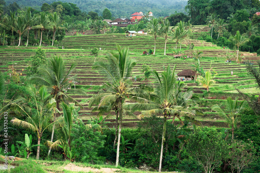 beautiful landscape of rice terraces