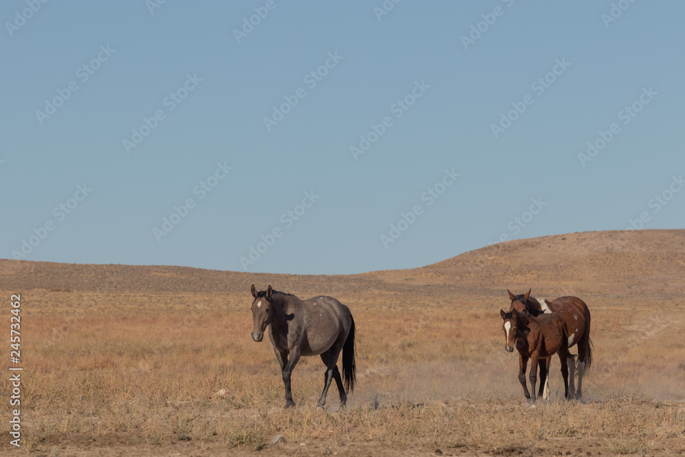 Wild Horses in the Utah Desert Wild Horses in the Utah Desert