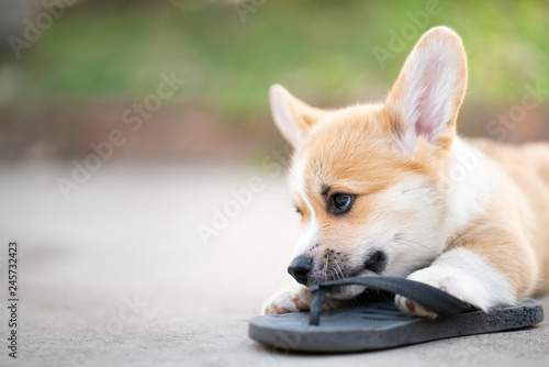 Fotografie Welsh corgi dog pembroke puppy playing owners shoes or flip flop