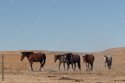 Wild Horses in the Utah Desert