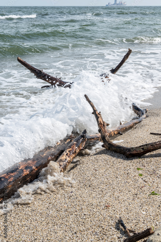 Fallen branch on the beach in the early spring.