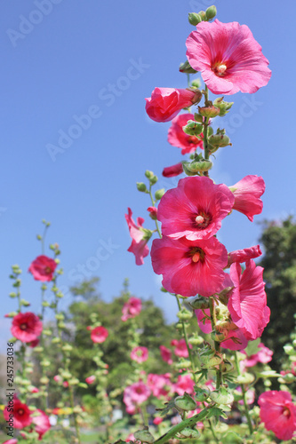 Colorful pink hollyhock flowers  (Alcea rosea) natural patterns blooming on  bright blue sky background photo