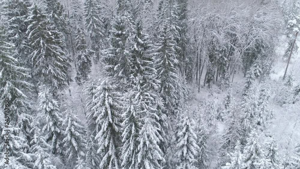 Aerial shot of flying over snowy forest in winter season Aerial shot of flying over snowy forest in winter season