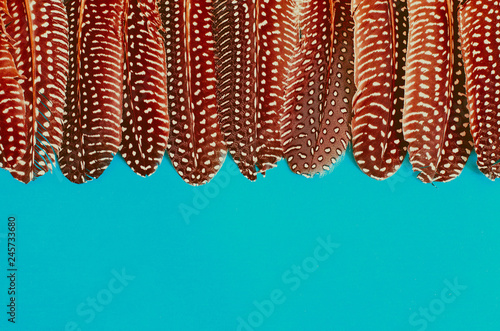 Line of feathers of guinea fowl on blue background copy space photo