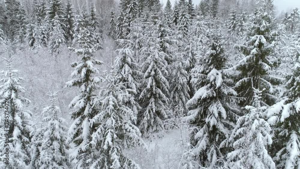 Aerial shot of flying over snowy forest in winter season Aerial shot of flying over snowy forest in winter season