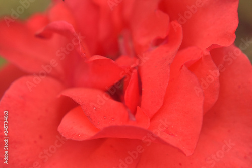 red rose closeup  © MITHILESHKUMAR