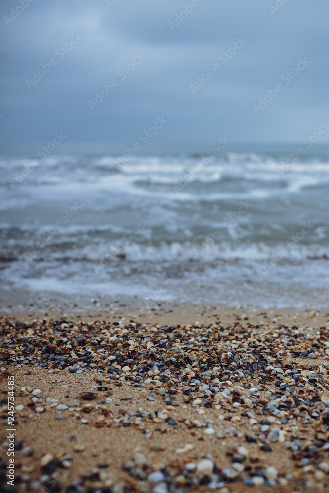 sandy seashore with shells