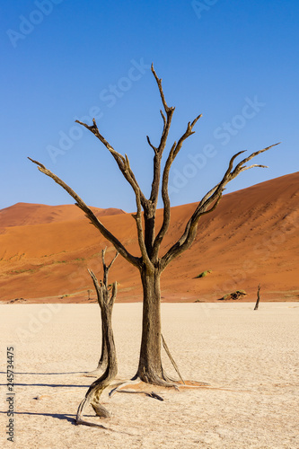 Red sand dunes and scorched dead tree shortly after sunrise in Deadvlei  Sossusvlei  Namibia roadtrip