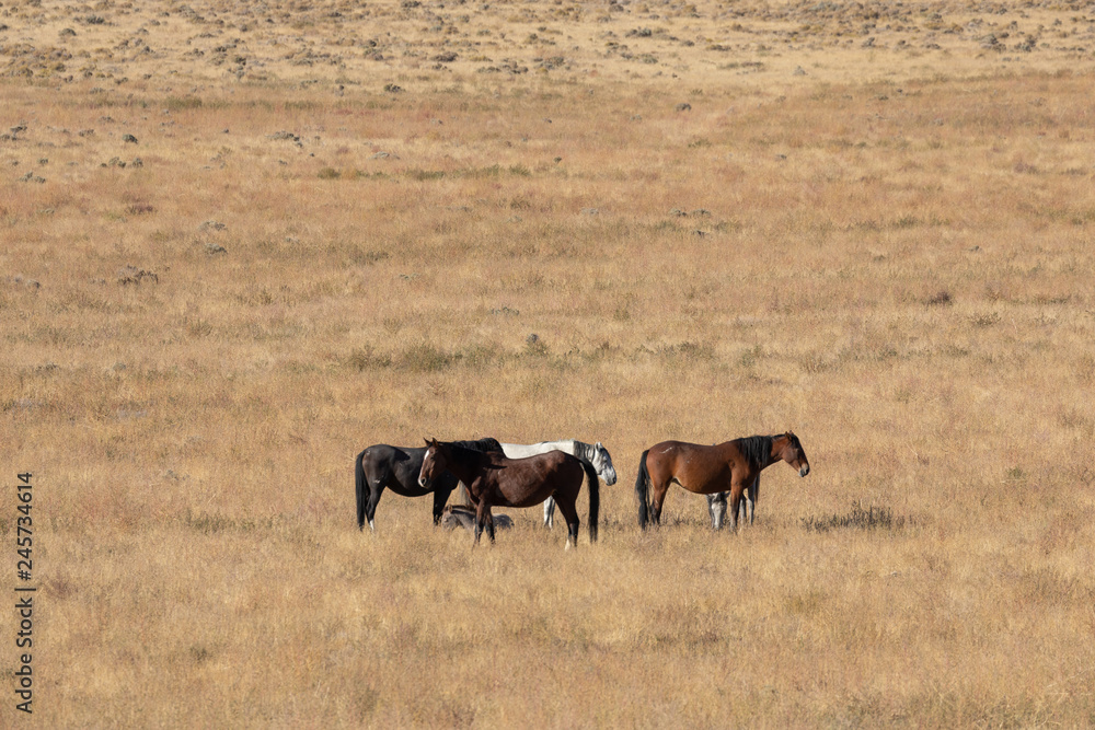 Wild Horses in the Utah Desert Wild Horses in the Utah Desert
