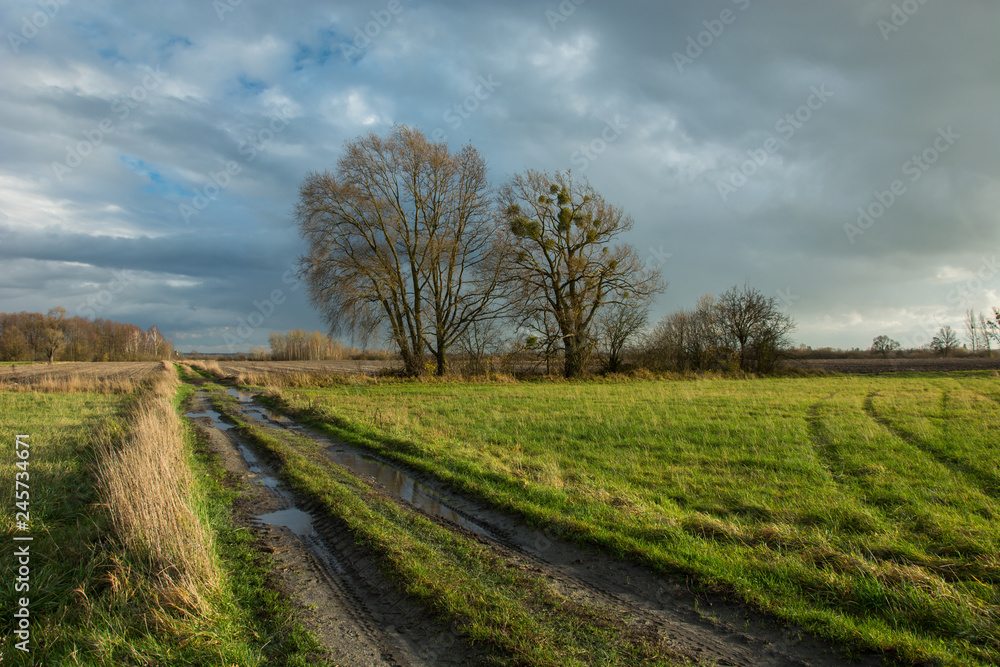 Puddles on a dirt road through a green meadow, large trees without leaves and rainy clouds