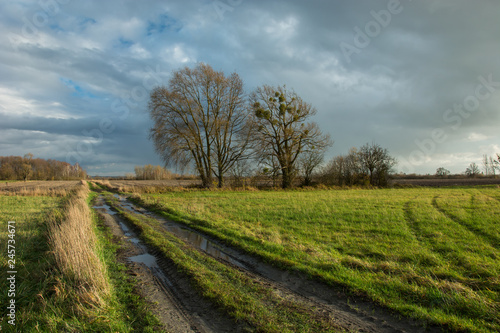 Puddles on a dirt road through a green meadow  large trees without leaves and rainy clouds