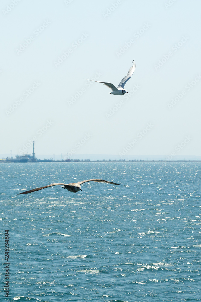 Naklejka premium Two white seagulls soaring above the sea.