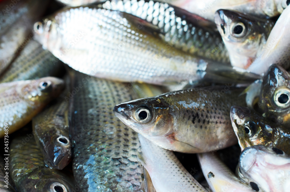 Fresh fish with macro close up for raw food concept Fresh fish with macro close up for raw food concept