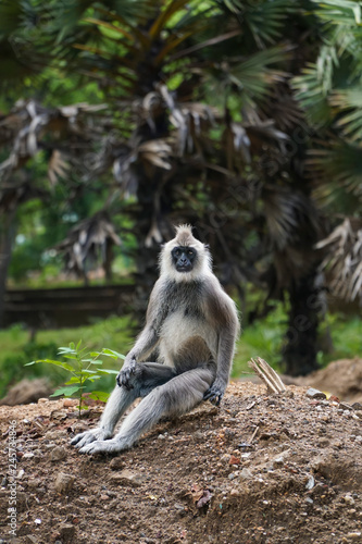 A wild langur monkey sitting on ground