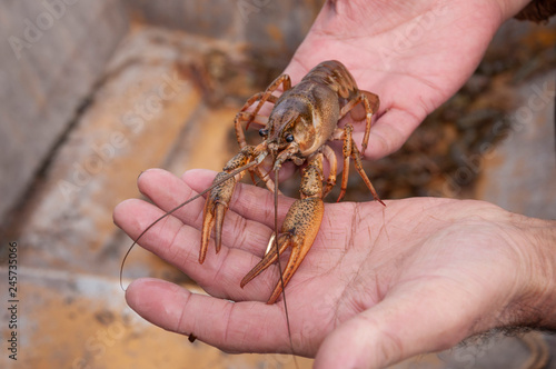 Closeup male hands holding alive freshwater crayfish