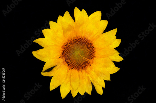 Watercolor drawing sunflower on black