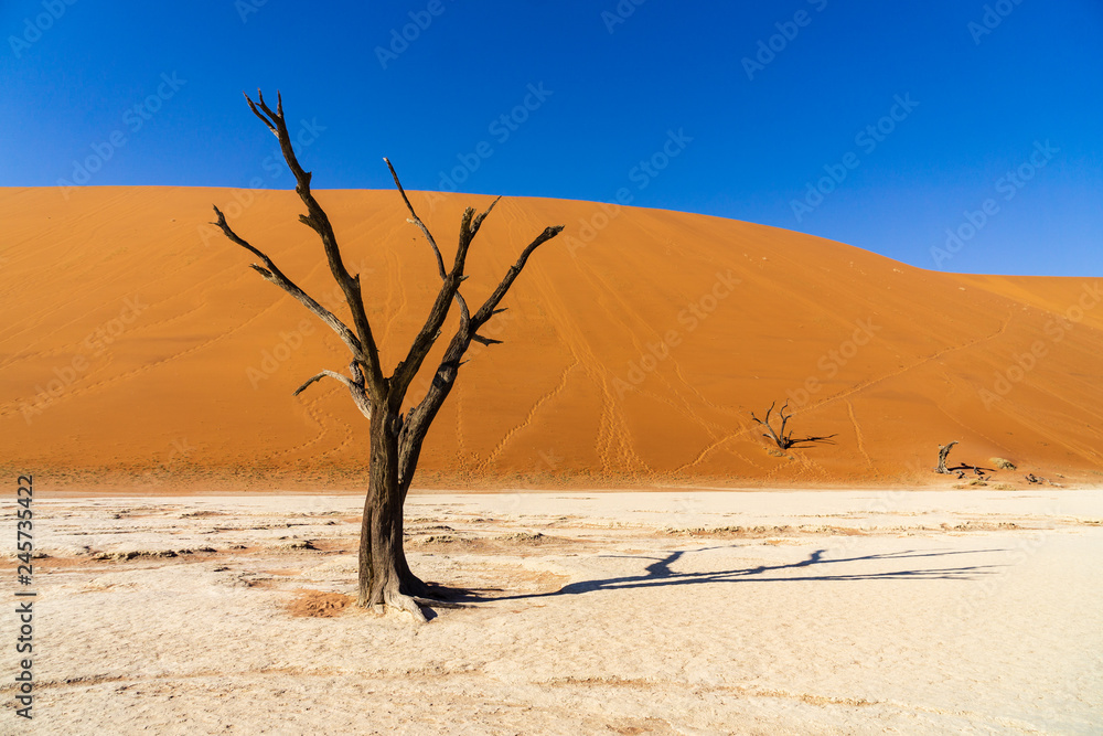 Dead Camelthorn Trees against blue sky in Deadvlei, Sossusvlei. Namib-Naukluft National Park, Namibia, Africa. Dead Camelthorn Trees against blue sky in Deadvlei, Sossusvlei. Namib-Naukluft National Park, Namibia, Africa.