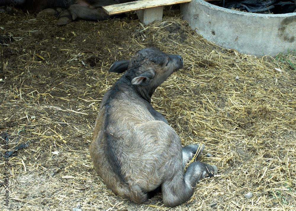 Naklejka premium Thai baby buffalo animal sitting on the grounds