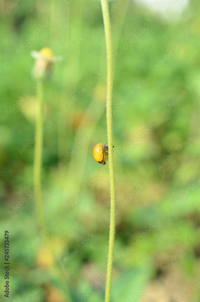 Yellow bug macro close up on nature backgrounds Yellow bug macro close up on nature backgrounds