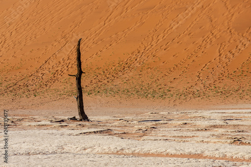 Dead Camelthorn Trees against blue sky in Deadvlei, Sossusvlei. Namib-Naukluft National Park, Namibia, Africa. photo