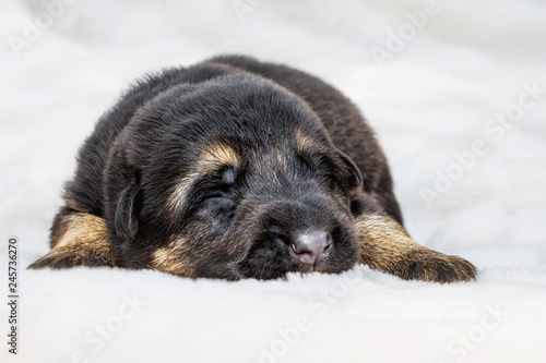 Süßer Deutscher Schäferhund Welpe, Tierportrait