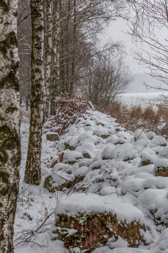 Stenmur mellan åker och skog en vinterdag med snöfall photo