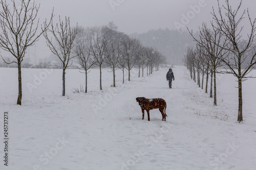 Man och hund vandrar genom en allé vid snöfall