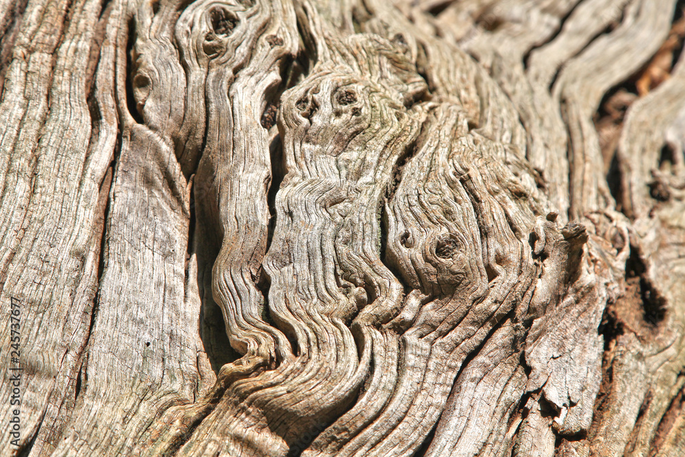 Natural background with old weathered cracked tree trunk Natural background with old weathered cracked tree trunk