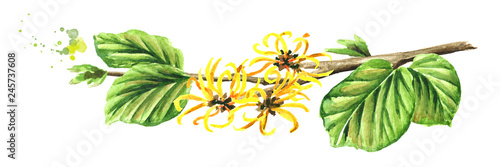 Blossoming branch of a witch hazel with leaves and flowers, medicinal plant Hamamelis. Watercolor hand drawn illustration  isolated on white background photo