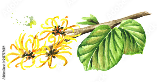 Blossoming branch of a witch hazel with leaves and flowers, medicinal plant Hamamelis