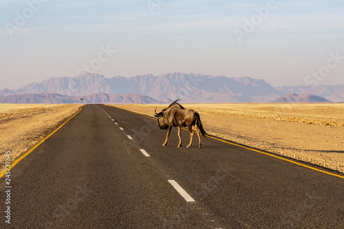 Blue wildebeest antelope crossing the dirt road. Warm sunset light. Africa