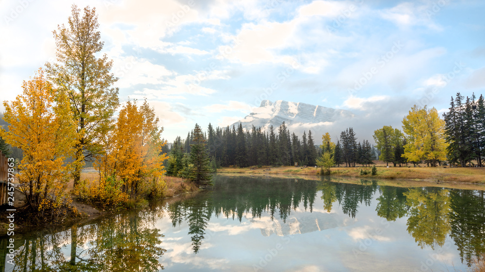 Yellow autumn pine trees at the shore of Cascade pond in Banff National park Yellow autumn pine trees at the shore of Cascade pond in Banff National park