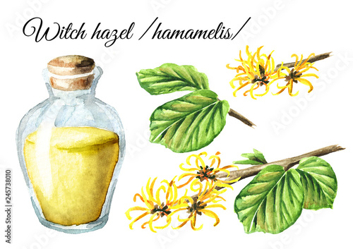 Witch hazel with leaves, flowers and tincture set, medicinal plant Hamamelis. Watercolor hand drawn illustration, isolated on white background