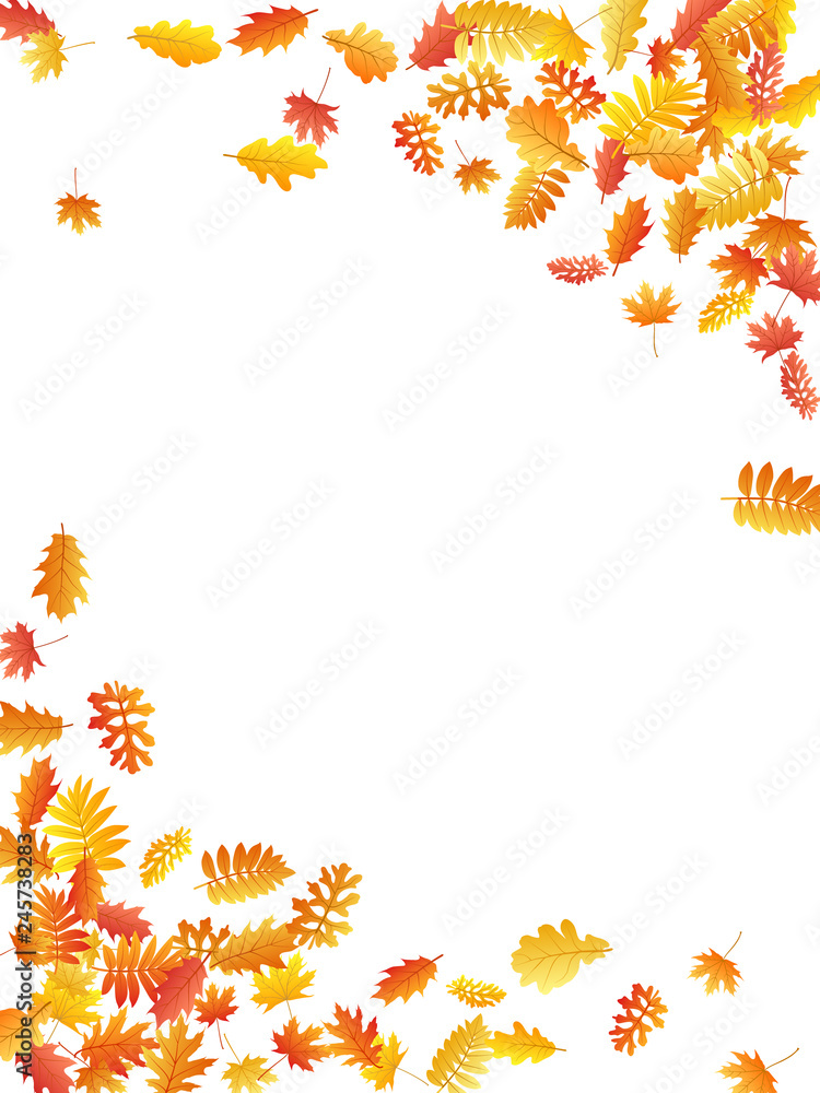 Oak, maple, wild ash rowan leaves vector, autumn foliage on white background.