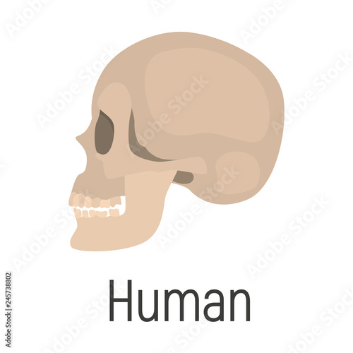 Huan skull color vector icon. Flat design