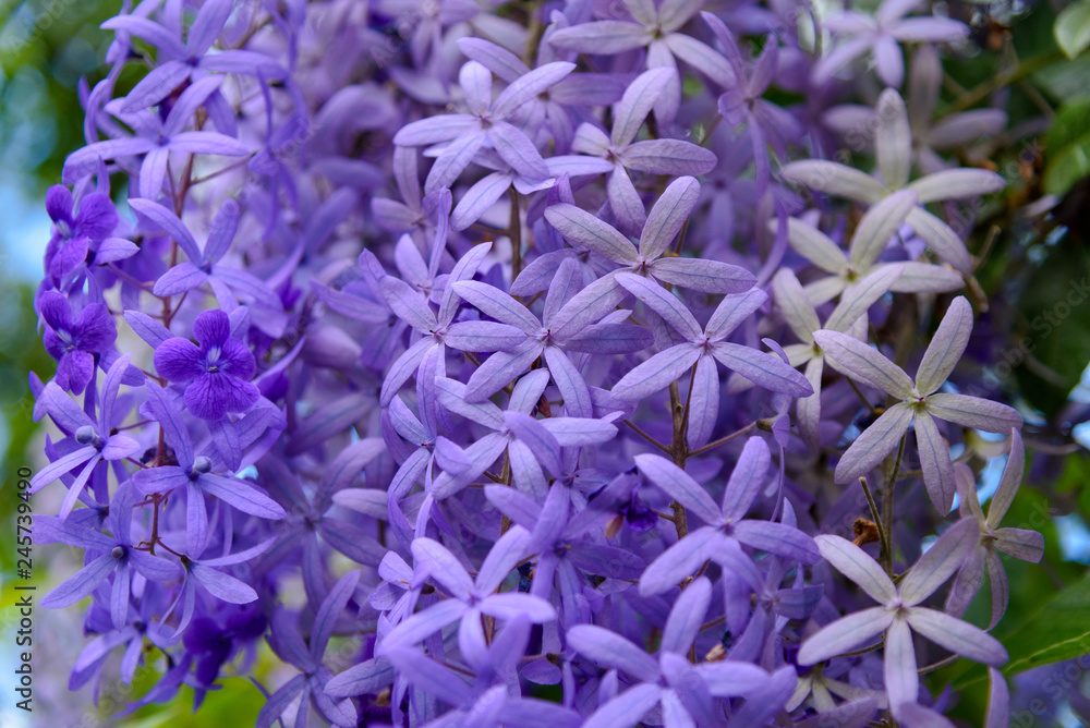 Fototapeta premium Wysteria